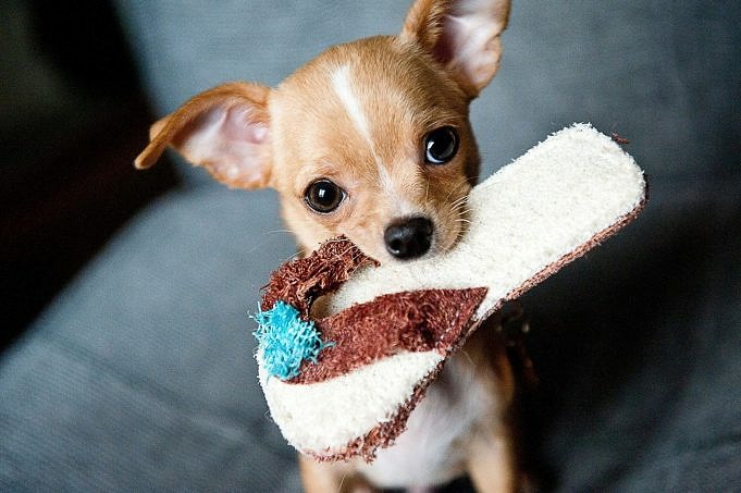 17 Conseils Simples Pour Garder Votre Chihuahua Au Chaud En Hiver