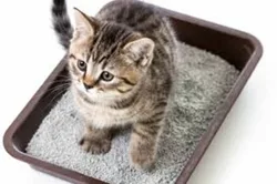 Après le dégriffage vous pouvez trouver de la litière pour chat peu poussiéreuse