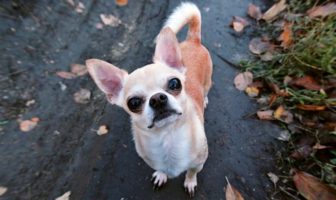 Combien De Temps Un Chihuahua Peut-il Tenir Sa Vessie ? Chiot Et Adulte