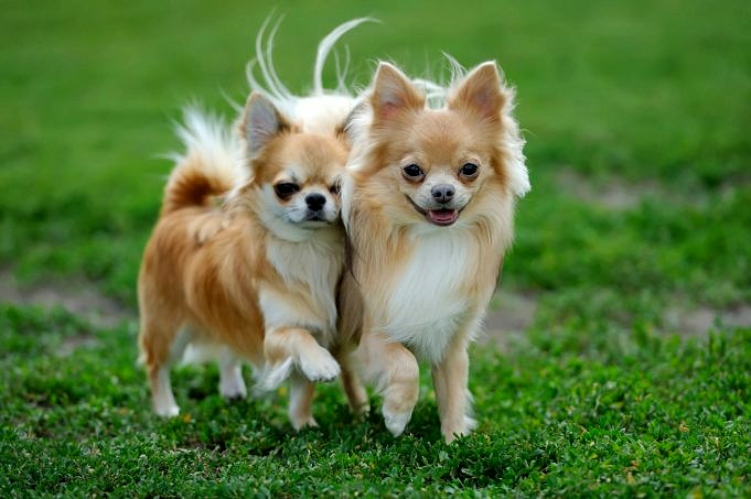 Combien De Temps Vivent Les Chihuahuas ? Durée De Vie Moyenne + 13 Conseils